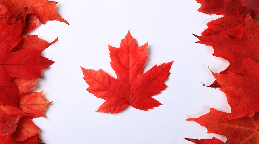 canadian flag made of maple leaves